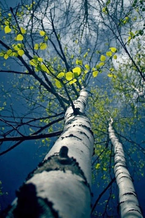 Up, up and away... 자작나무 그림, Frühling Wallpaper, Amazing Trees, Lovely As A Tree, Spring Pictures, Beautiful Trees, Tree Photography, Tall Trees, Birch Trees