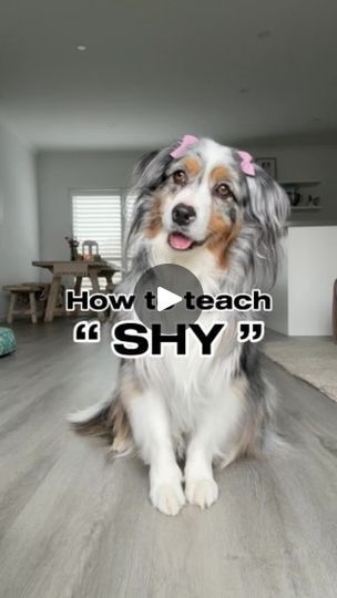 160K views · 27K reactions | TUTORIAL: SHY 🙈

Before you start, you will need some masking tape and treats! You can also try using a soft scrunchie, I’ve heard this method works well too!

🙈 Cut small strips of masking tape and place one on your pups nose. When they use their paw to remove it, say “YES!” and reward to mark the correct action 👏🏽
🙈 Along with the masking tape, gently touch their nose while saying your cue word - I use “Shy”and reward when they use their paw.
🙈Gradually increase the duration of their paw touching their nose before rewarding - this is the hardest step!
🙈Once they’ve got it, remove the tape and just touch their nose while using your cue. REWARD!
🙈Eventually, use just the verbal cue and reward when they perform the trick!

💡 Want a challenge? Try doing Caption For Yourself, Instagram Tutorial, Dog Info, Dog Hacks, Dog Training Obedience, Dog Training Tips, Dog Stuff, Dog Care, Australian Shepherd