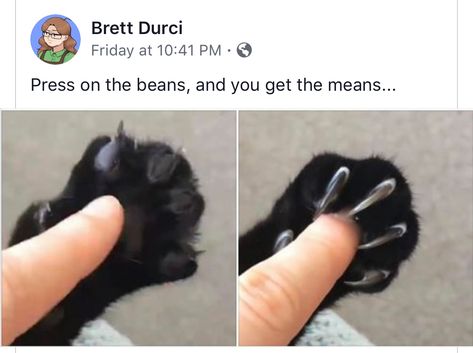 Toe Beans, Funny Animal Jokes, Funny Cat Memes, Funny Animal Memes, Animal Jokes, Silly Cats, Cute Creatures, Funny Animal Pictures, Cute Little Animals