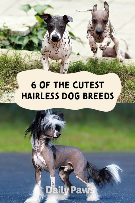 From the Peruvian Inca Orchid to the Chinese Crested, learn all about what makes these dogs hairless. #breeds #petbreeds #breedroundup #catbreeds #kittenbreeds #dogbreeds #bestcatbreeds #bestdogbreeds Hairless Dog Breeds, Peruvian Inca Orchid Dog, Bald Dogs, Chinese Crested Puppy, Peruvian Hairless Dog, Hairless Dogs, Chinese Crested Hairless, Mexican Hairless Dog, Best Cat Breeds