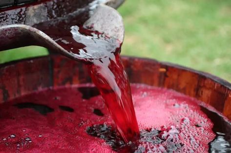 A Delicious Grape Wine Recipe: The Most Popular Wine-Making Fruit - Wine Turtle Wine Recipes Homemade, Grape Wine Recipe, Making Wine From Grapes, Fruit Wine Recipes, Valentines Cocktails, Wine Making Recipes, Homemade Wine Recipes, How To Make Wine, Grapes And Wine