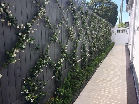 Garden Bed Against Fence, Landscaping Between Houses, Privacy Landscaping Between Houses, Black Fence, Privacy Landscaping, Pool Landscape Design, Front Garden Design, Garden Bulbs, Diy Backyard Landscaping