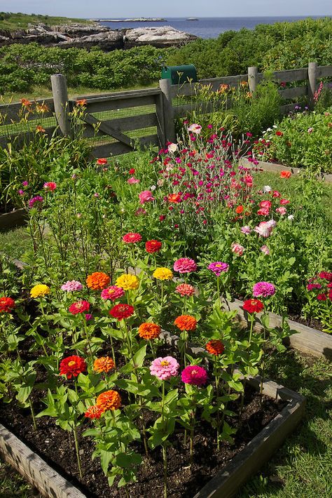 Celia Thaxter's recreated garden on Appledore Island, Isles of Shoals..Photograph by Peter E. Randall Flower Garden Design Ideas, Beautiful Flower Garden, Flower Garden Design, Cut Flower Garden, Garden Design Ideas, Have Inspiration, The Secret Garden, Beautiful Flowers Garden, Easy Garden