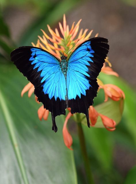 Ulysses Butterfly, Butterfly Species, Butterfly Photos, Butterfly Baby, Butterfly Pictures, Beautiful Bugs, Gods Creation, Blue Butterfly, Beautiful Butterflies