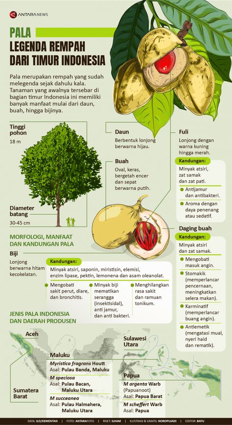 Plant Infographic, Tanaman Tomat, Scientific Poster Design, Scientific Poster, Education Poster Design, Infographic Inspiration, Food Education, Food Infographic, Graphic Design Infographic