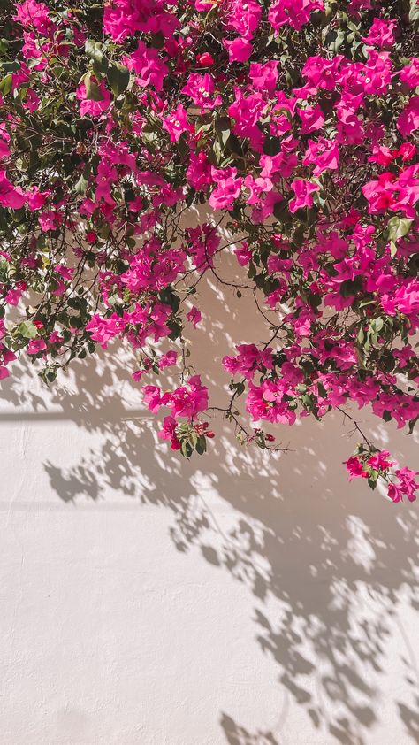 Pink flowers and their hanging over a white wall and their shadows Mexico Iphone Wallpaper, Wallpapers For Homescreen, Aesthetic Lock Screen, Mexico Aesthetic Wallpaper, Spanish Flowers, Mexico Wallpaper, Wallpaper Homescreen, Phone Lock Screen Wallpaper, Mexican Culture Art