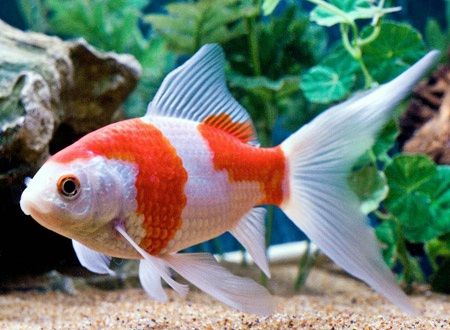 sarassa comet goldfish | Today I am adding goldfish pics to show that you can get the feel of a koi pond on a small scale if you choose goldfish carefully. A white goldfish, a sarassa comet, a couple of shubunkin, even a black goldfish - all can combine with a few common orange types to give your small water garden more impact.   With shubunkins and sarassa comets, think about what the fish look like from above. Black Goldfish, Comet Goldfish, Goldfish Types, Small Water Gardens, Ikan Air Tawar, Goldfish Pond, Tropical Aquarium, Carpe Koi, Fish For Sale