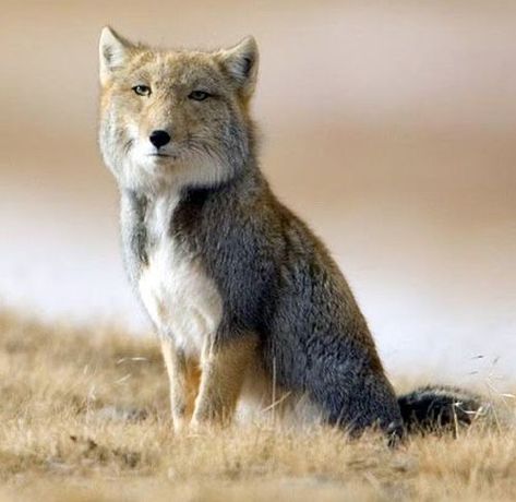 Tibetan Sand Fox (Vulpes ferrilata) endemic to the High Tibetan Plateau of Nepal, China, Sikkim and Bhutan Tibetan Fox, Fox Species, Maned Wolf, Carnival Of The Animals, Foxes Photography, Wild Dogs, Animal Photo, Animals Friends, Tibet