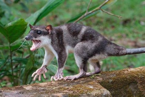 Water Opossum (Chironectes minimus) Also known as the yapok, the water opossum is aspecies of semi-aquatic marsupial found in Mexico and parts of Central and South America. Like most opossums this species does have a pouch, but the pouch is found in both sexes a trait only found in the extinct thylacine. As its name suggests this opossum is mainly aquatic, living near riverbanks and swimming at night to catch fish and crustaceans. They are the only known extant marsupial to live this lifestyle Weird Looking Animals, Weird Birds, Nocturnal Animals, Interesting Animals, Unusual Animals, Rare Animals, Weird Creatures, Zoology, Weird Animals