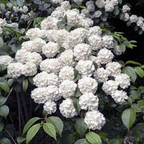 Japanese snowball bush in full flower by AngieC Snowball Bush, Snowball Viburnum, Photography Store, Website Backgrounds, Free Photography, Print Advertising, Flowers Perennials, Blossom Flower, Flower Photos