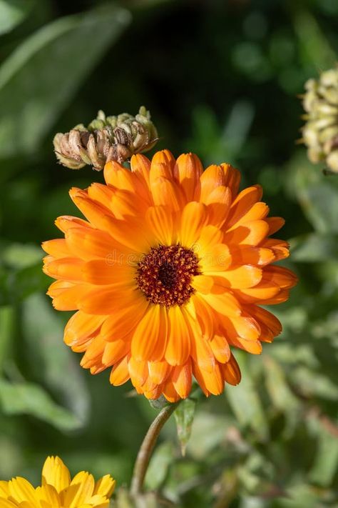 Common marigold (calendula officinalis) flower stock photography Flower Advertisement, Calendula Officinalis, Calendula Flower, Flower Stock, In Bloom, Flower Drawing, Vector Design, Art Lessons, Flower Painting