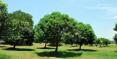 Rosa Farms, Zambales, Philippines - The Best and Sweetest Mangoes Philippine Farm, Farm Lot Philippines, Strawberry Farm Baguio, Zambales Philippines, Mango Farm, Farm In Philippines, Balete Tree Philippines, Narra Tree Philippines, Gwen Spiderman