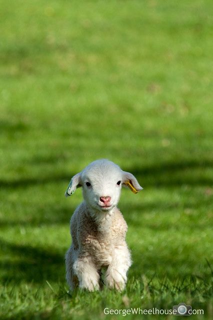 Hey You Guys! | P4103383_edited-2 My favourite photo from th… | Flickr Lamb Pictures, Farm Sanctuary, Baby Sheep, Animal Images, Baby Lamb, Sheep Farm, Cute Sheep, Scandinavian Folk Art, Baby Goats