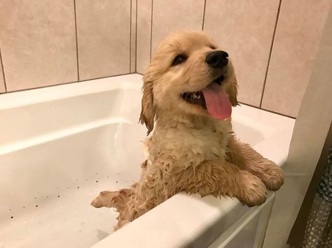 Golden Puppy, Cute Little Puppies, Golden Retriever Puppy, Retriever Puppy, Cute Dogs And Puppies, Puppy Pictures, Cute Animal Photos, Baby Dogs