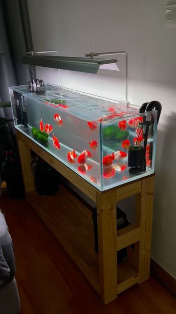 Cool Fish Tank Decorations, Unique Fish Tanks, Pet Goldfish, Goldfish Aquarium, Fish Aquarium Decorations, Fish Tank Themes, Fish Gallery, Fish Types, Betta Fish Types