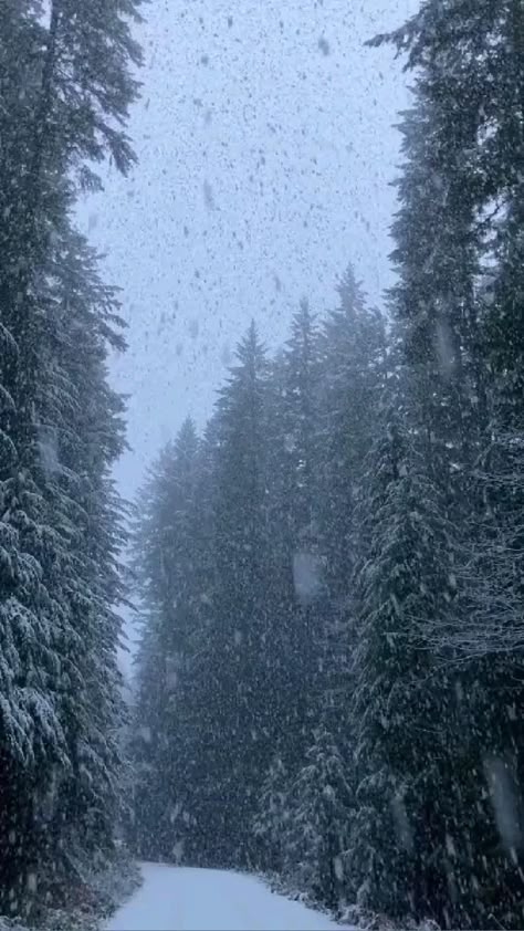 Snow Falling, Seni Dan Kraf, Video Nature, Photography Winter, Winter Scenery, Winter Vibes, Winter Pictures, Winter Wonder, Alam Yang Indah