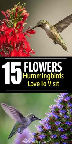 15 Flowers Hummingbirds Love To Visit Hummingbird Plants, Hummingbird Flowers, Hummingbird Garden, Meteor Garden 2018, Magic Garden, How To Attract Hummingbirds, Humming Bird Feeders, Garden Yard Ideas, Kew Gardens