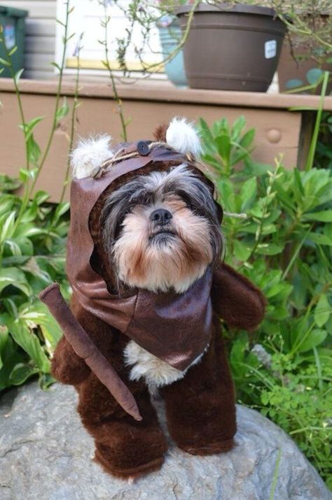 Ewok puppy Ewok Dog Costume, Ewok Costume, Best Dog Costumes, Perro Shih Tzu, Dog Halloween Costume, Chien Shih Tzu, Dog Halloween Costumes, Shih Tzu Puppy, Shih Tzu Dog