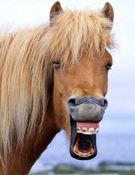 To correct bimaxillary protrusion..? This horse. | Community Post: 14 Animals With Braces That Will Make You Smile Horse Smiling, Dog Doing Yoga, Laughing Horse, Laughing Animals, Smiling Animals, Funny Horses, Animal Help, Icelandic Horse, Funny Horse