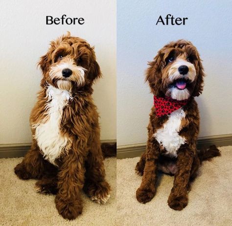 Cockapoo Haircut Cockapoo Haircut, Cockapoo Grooming, Chocolate Tuxedo, Labradoodle Grooming, Goldendoodle Haircuts, Goldendoodle Grooming, Puppy Haircut, Dog Grooming Styles, Puppy Grooming