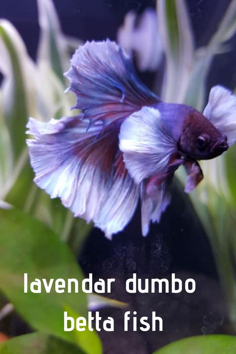 gorgeous lavender dumbo betta fish Dnd Backstory, Betta Breeding, Betta Fish Types, Betta Tank, Aquarium Ideas, Betta Fish Tank, Beta Fish, African Cichlids, Cool Fish