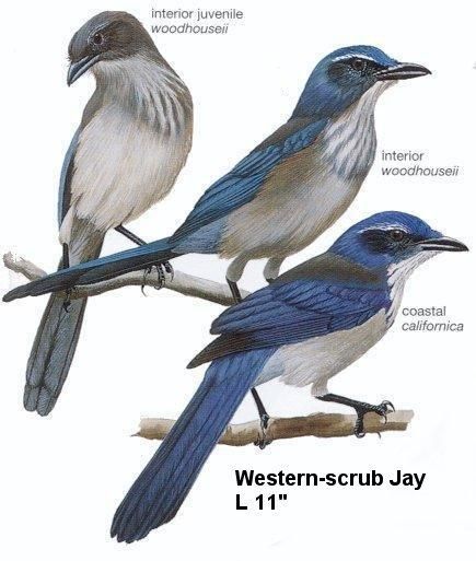 Western Scrub Jay Scrub Jay, Bluejay Feather, Western Scrub Jay, Blue Jay Fantasy Art, Jay Feather, Bee Dog, Bird Identification, Animal Tracks, Jay Bird