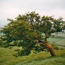 Rowan Tree Aesthetic, Scottish Plants, Rowan Aesthetic, Dark Window, Rowan Tree, For My Love, Tree Sketches, Celtic Tree Of Life, Tree Images