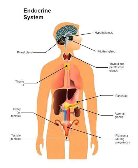 Endocrine System Diagram Endocrine System Diagram, Exocrine System, Sense Organs Chart, Human Endocrine System, Human Heart Diagram, Science Diagram, Diagram Ideas, Endocrine Glands, Biology Diagrams