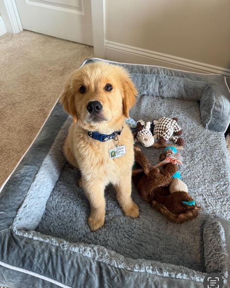 Update from Remi (Hannah & Max) he is doing great! #hollyhillgoldens #golden #retriever #goldenretriever #goldenretrieversofinstagram #goldenretrievers #goldenretrieverlovers #goldenretrieverlove #goldenretrieverpuppy #goldenretrieverlife #goldenretrieversworld #goldenretrieverworld #goldenretrieversrule Golden Retriever Female, Cute Baby Dogs, Golden Retriever Puppy, Baby Dogs, Puppy Love, Golden Retriever, Dog Breeds, Cute Dogs, Cute Animals