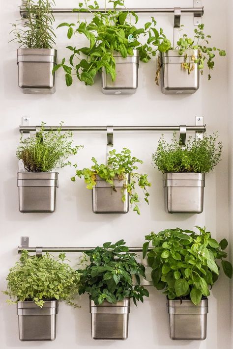 Spice Plants In Kitchen, Herb Shelf Kitchen, Herb Wall Kitchen, Black Mobile Home, Herbs In Kitchen, Kitchen Herb Wall, Fall Bedroom Aesthetic, Herb Window, Winter Planter Ideas