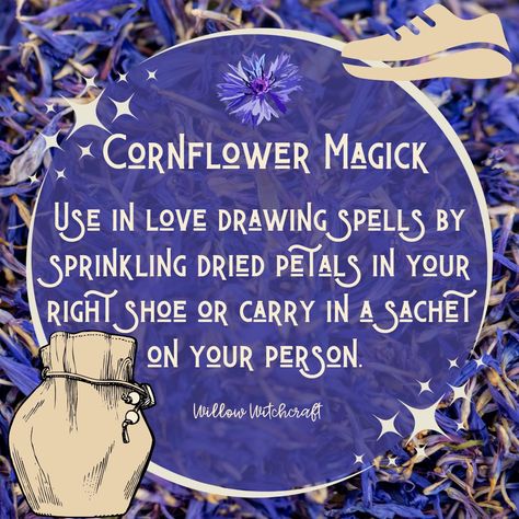 Feather Identification, Wicca Herbs, The Love Witch, Magical Stuff, Flower Magic, Witchy Tips, Witch Herbs, Witch Bottles, Wiccan Magic