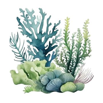 coral,seaweed,sea,watercolor,ocean,reef,element,branch,environment,season,tree,decoration,underwater,composition,marine,painting,aqua,artwork,draw,elegant,sketch,trend,art,collection,tropical,wildlife,undersea,life,water,shell Sea Plants Painting, Seaweed In Ocean, Sea Elements Illustration, Sea Plants Illustration, Sea Coral Illustration, Underwater Plants Illustration, Fish In The Sea Drawing, Tropical Coral Reef, Watercolour Coral Reef