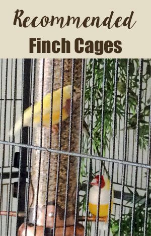 Finch Bird Cage Ideas, Lady Gouldian Finch, Zebra Finch Cage Ideas, Finch Cage Ideas, Finch Aviary, Finch Bird House, Finch Cage, Flight Cage, Gouldian Finch