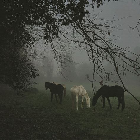 Fog Art, Animal Love, Horse Animal, Nature Painting, The Fog, Picture Credit, Wild Horses, In The Winter, The Winter