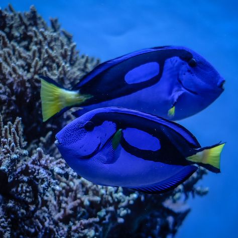 Fish Beautiful, Blue Tang Fish, Ocean Wave Painting, Tang Fish, Blue Animals, Blue Tang, Underwater Plants, 달력 디자인, Pretty Fish