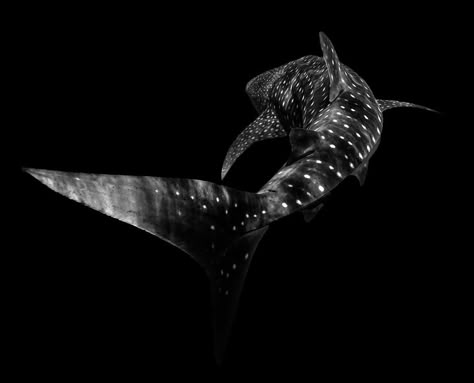 Whale Shark Black And White, Shark Aesthetics Dark, Black And White Shark Photography, Shark Black Background, Whale Shark Widget, Whale Reference, Orca Aesthetic, Whale Shark Aesthetic, Shark Black And White