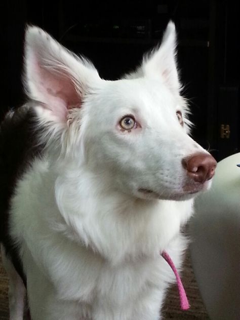 Meggie,  my baby Border Collie. Albino Border Collie, Border Collie Fursuit, Border Collie Fursona, Albino Dog, Canine Poetry, Cuddle Buddy, Pretty Animals, Fluffy Cat, Cute Dogs And Puppies