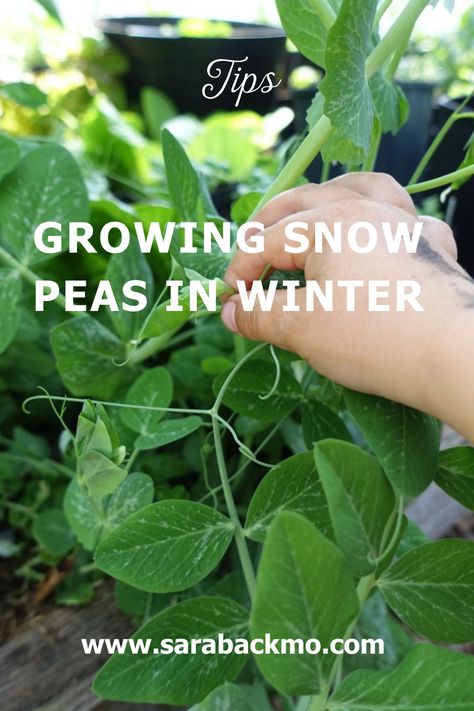 Tired of winter? Why not start the growing season early by sowing snow peas in your greenhouse or polytunnel! Growing Snow Peas, Miniature Greenhouse, Growing Veggies, Snow Peas, How To Grow Taller, Peach Flowers, Kitchen Garden, Fresh Vegetables, Mulch