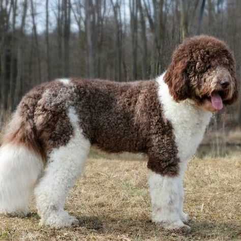 Saint Bernard Poodle, Saint Berdoodle, St Bernard Mix, St Berdoodle, Poodle Mix Breeds, Best Apartment Dogs, Best Guard Dogs, Puppy Time, Big Dog Breeds