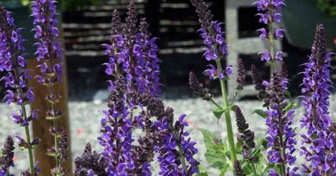 Flowering Salvia May Night Perennial Salvia, Salvia Plant, May Night Salvia, Salvia Plants, Meadow Sage, Deer Resistant Garden, Garden Perennials, Small Japanese Garden, Portland Japanese Garden