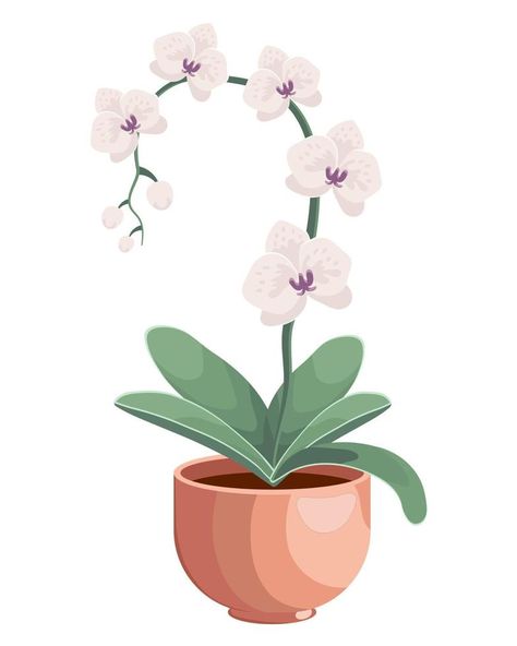 Illustration drawn delicate white orchid flowers in a pot. Detailed illustration, clip art, icon Orchid Flower Illustration, Diy Valentines Gifts For Him, Flowers In A Pot, Orchid Illustration, Illustration Clip Art, Art Clip, Vector Banner, Detailed Illustration, Orchid Flowers