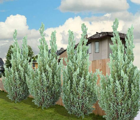 Juniper Blue Point, Blue Point Juniper Landscaping, Block Neighbors View, Blue Arrow Juniper, Blue Point Juniper, Sky Pencil Holly, Fountain Pond, French Landscape, Fast Growing Evergreens