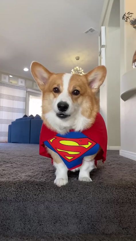 Hammy & Olivia Corgi(@hammyandolivia) on TikTok: “Super Hammy” merch now available on hammyandolivia.com - link in bio! #PajamaJam #TheatreKids #superhero #dogsoftiktok #fyp Hammy And Olivia Corgi, Hammy And Olivia, Corgi Wallpaper, Bts Dogs, Decorating Room, Dog Playground, Cute Pomeranian, Smart Dog, Fluffy Dogs