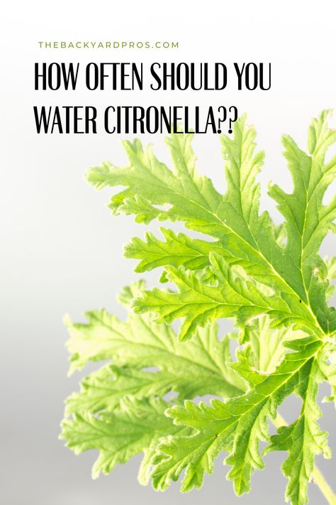 Uncover the secret to thriving citronella plants! Discover the art of perfect watering for these aromatic wonders. 🌿💧 Get ready to banish those pesky mosquitoes and add a touch of green to your space. Learn the ideal watering routine now! #CitronellaCare #GardeningTips #GardenGreenery Citronella Plant Care, Citronella Plant, Citronella Oil, Top Soil, Mosquito Repellent, Natural Shades, Organic Matter, Plant Needs, Drought Tolerant