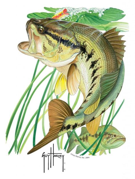 Guy Harvey Art, Bass Design, Large Mouth Bass, Fly Fishing Tips, Bass Fishing Tips, Saltwater Flies, Fishing Pictures, Guy Harvey, Largemouth Bass