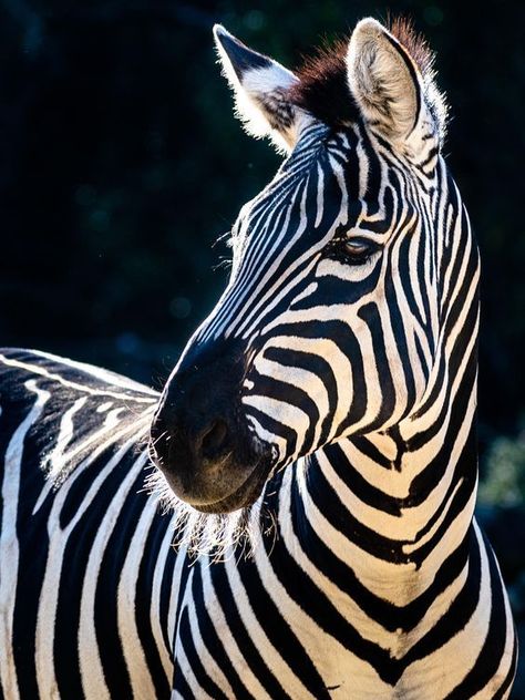 Zebra Close Up, Zebra Photography Amazing Photos, Zebra Photos, Zebra Photography, Zebra Photo, Zoo Photography, Zebra Pictures, Zebra Face, Fort Worth Zoo