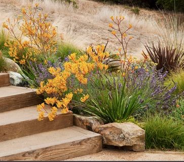 Australian Garden Design, Australian Native Garden, Hillside Garden, Australian Garden, Mediterranean Garden, Yellow And Purple, Native Garden, Landscaping Tips, Newcastle Upon Tyne