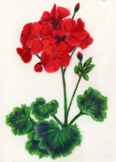 geranium pencil drawing Geranium Drawing, Geranium Color, Geranium Flower, Red Geraniums, Watercolor Paintings For Beginners, Watercolor Paintings Easy, Watercolor Flowers Paintings, Botanical Drawings, Arte Floral