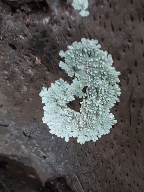 This particular lichen growing on a tree have a crustose pattern characterized by their flat and tightly-adhering structure. This pattern helps the lichen to adhere to the substrate better and get more nutrients. I think this is not a random event since it is a very common occurence. Evolution and adaptation could have influenced this pattern since lichens that can adhere better will spread more than those which might get dislodged early. Adaptation, A Tree, Evolution, Pattern