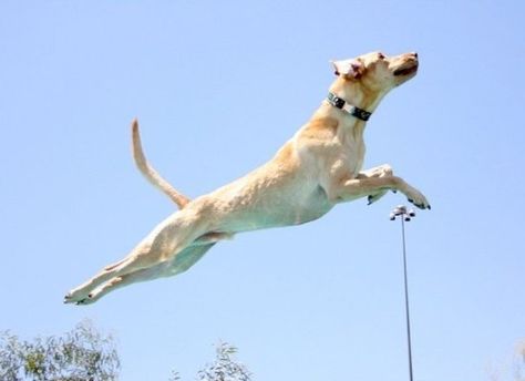 13 Flying Dogs (PHOTOS) [ via pixes.com ] Flying With Dog, Dog On Airplane, Flying With A Dog, Flying With Service Dog, Flying Dog, Flying Monkeys Meme, Funny Picture Quotes, Maltese, Dog Photos